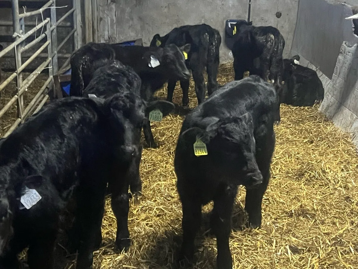 8 ANGUS BULLS - Image 3