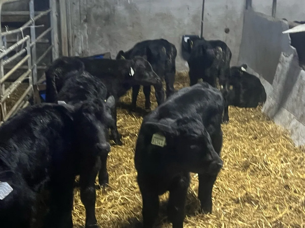 8 ANGUS BULLS - Image 1