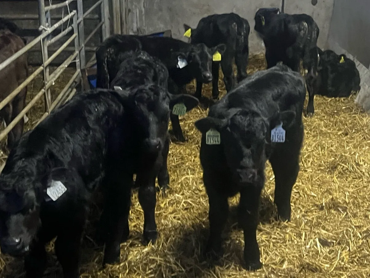 8 ANGUS BULLS - Image 2