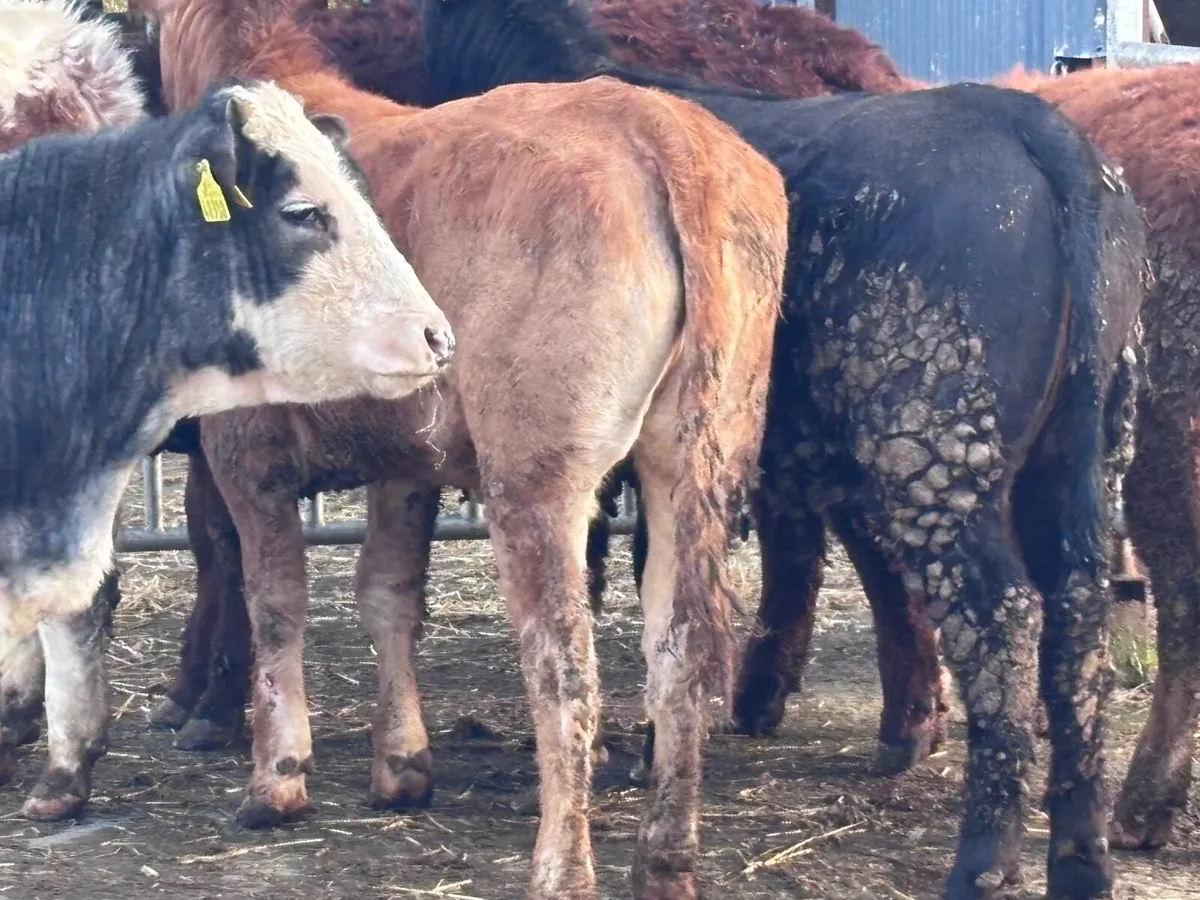 6 heifers for sale - Image 4