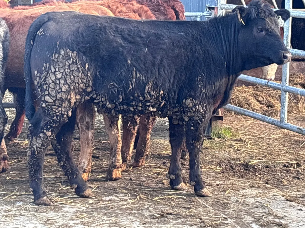 6 heifers for sale - Image 1