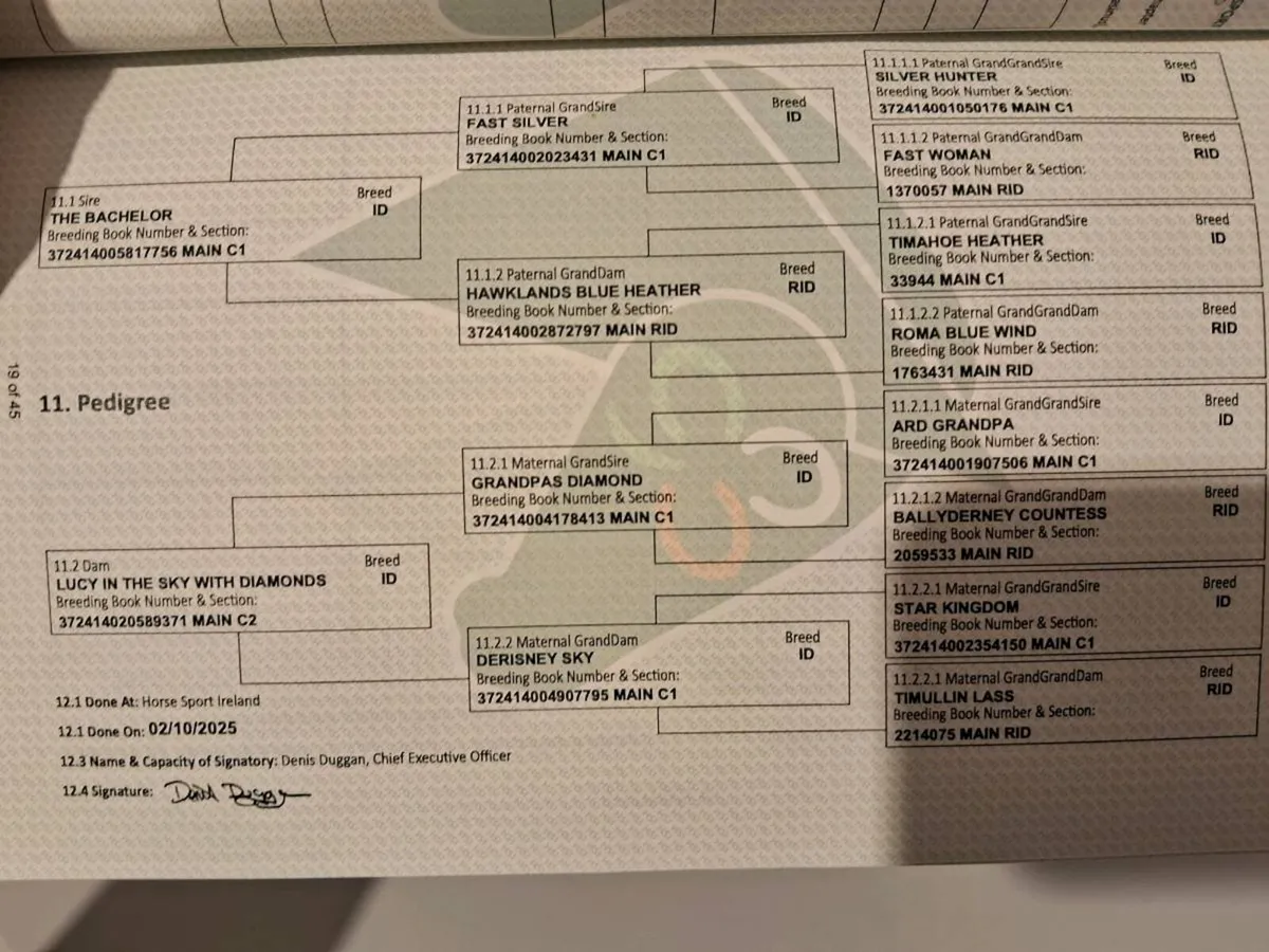 RID Yearling Filly - Image 3