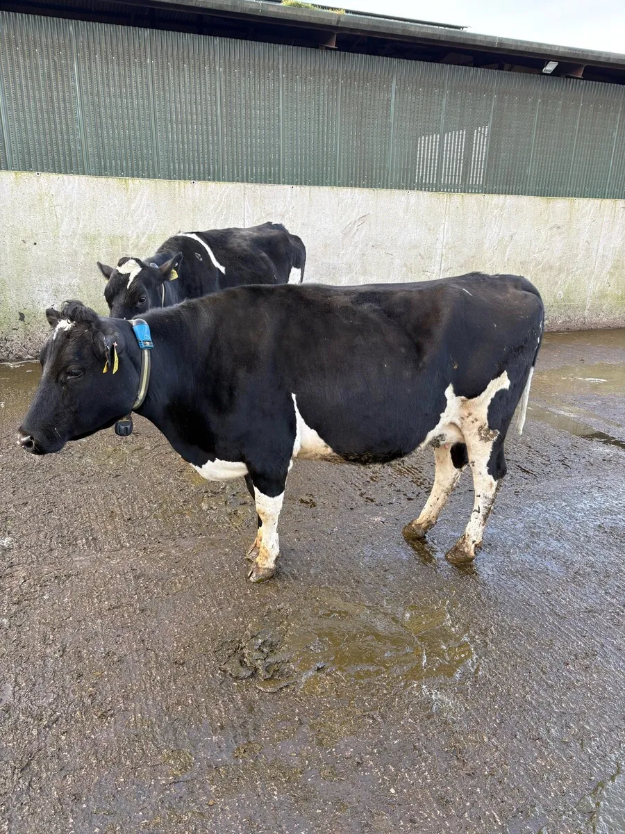 2 In calf cows for sale - Image 1
