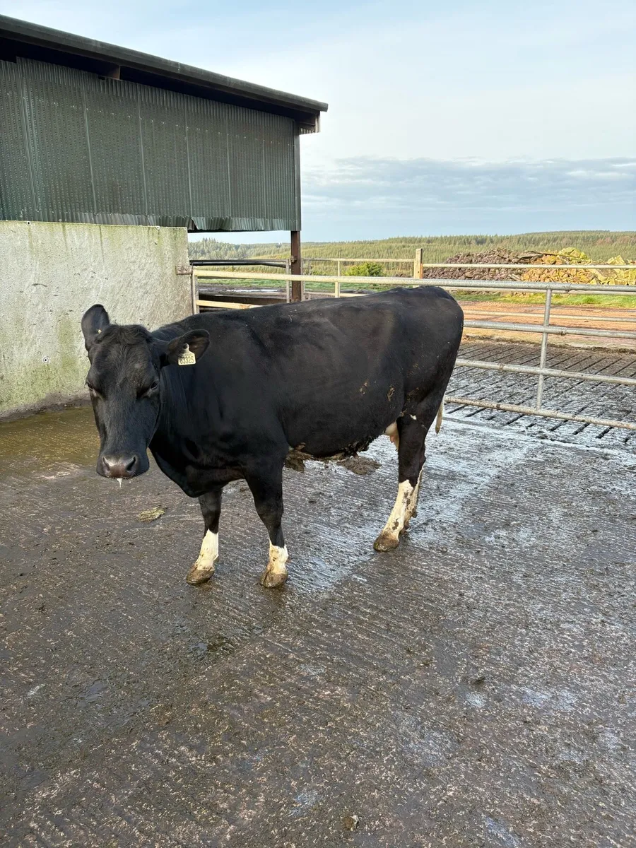 2 In calf cows for sale - Image 2