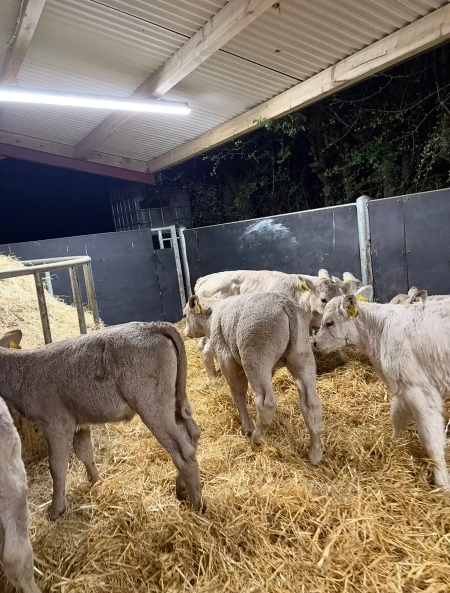 12 super Chx calves 4-6 weeks old - Image 1