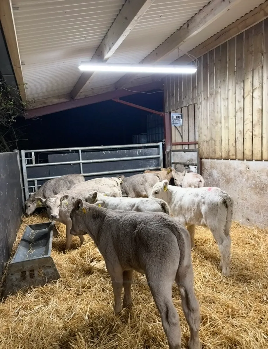 12 super Chx calves 4-6 weeks old - Image 2