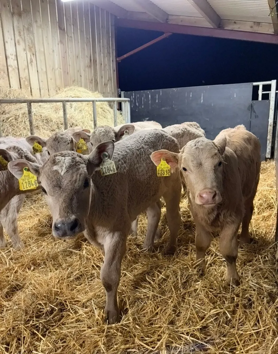 12 super Chx calves 4-6 weeks old - Image 3