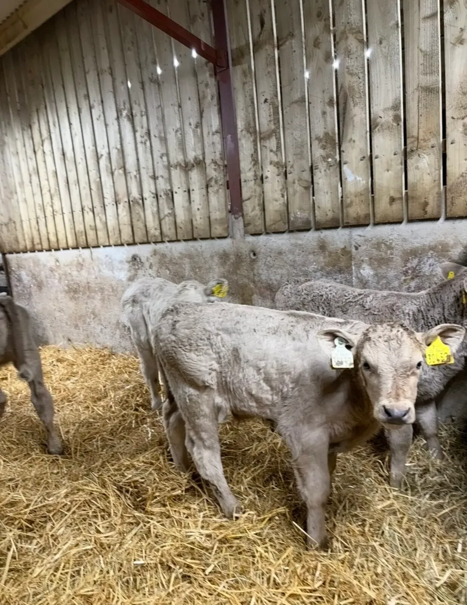 12 super Chx calves 4-6 weeks old - Image 4