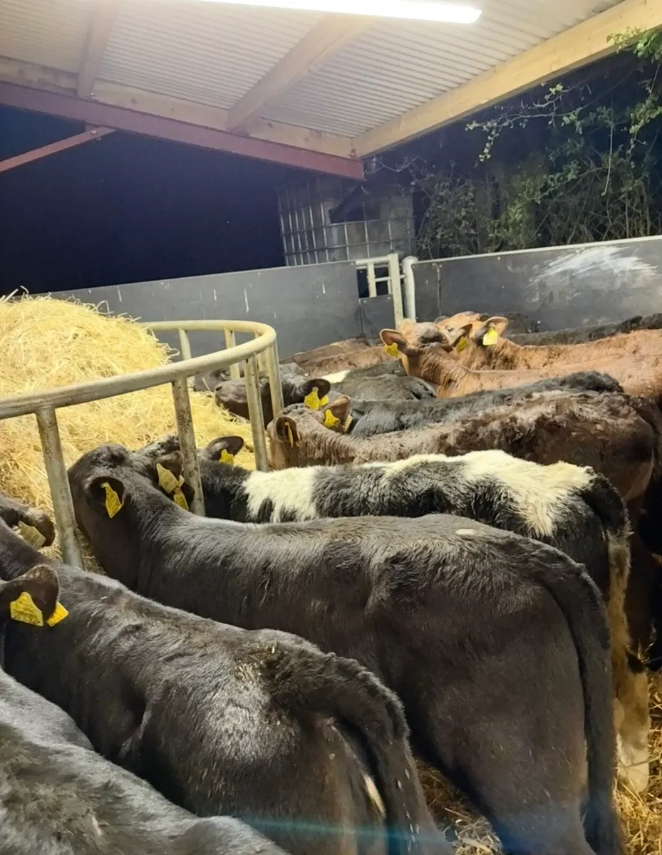 20 top quality reared heifer calves OFF MILK🔥🔥 - Image 1