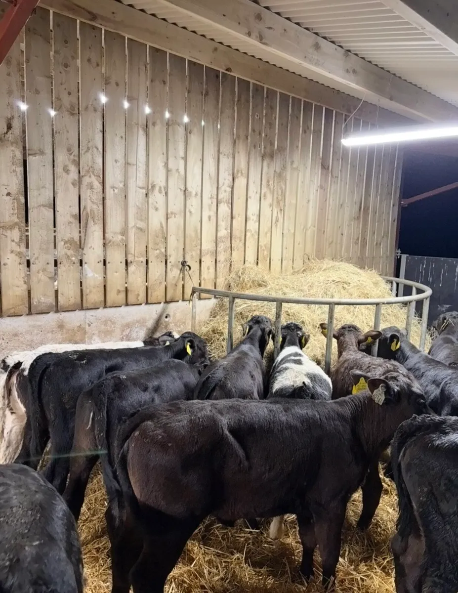 20 top quality reared heifer calves OFF MILK🔥🔥 - Image 2
