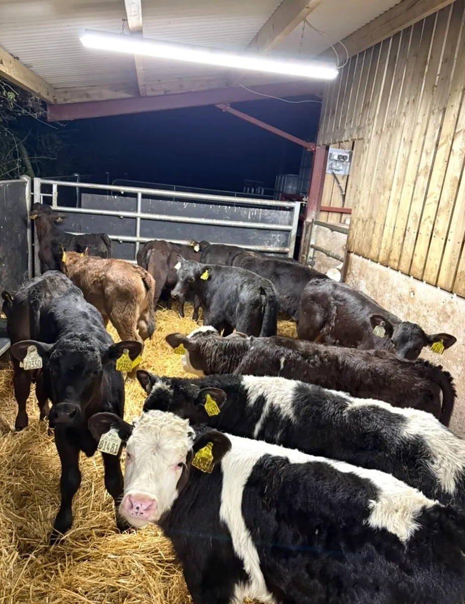 20 top quality reared heifer calves OFF MILK🔥🔥 - Image 3