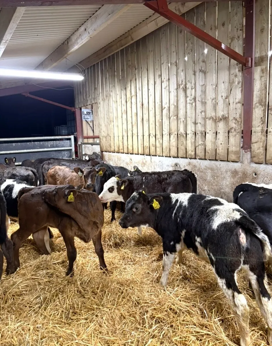 20 top quality reared heifer calves OFF MILK🔥🔥 - Image 4