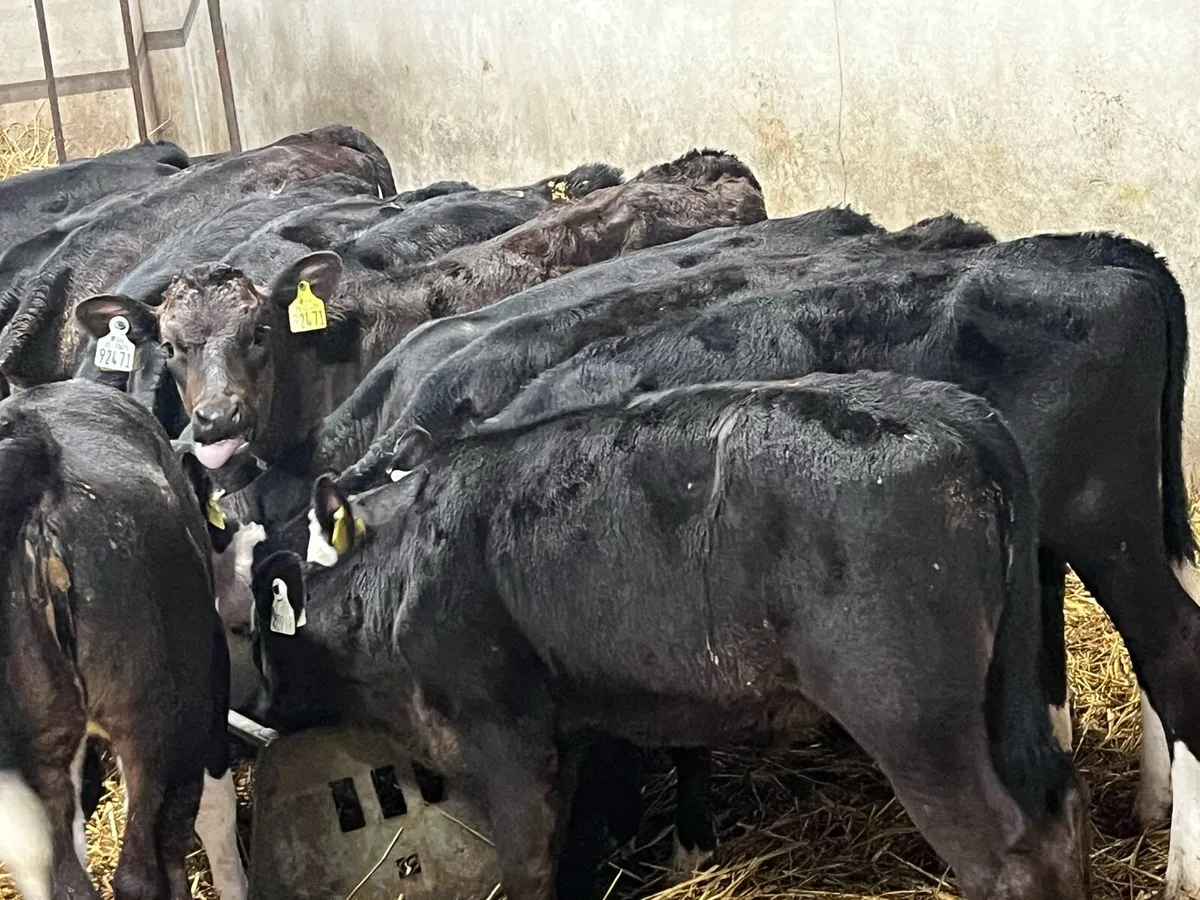 Super 22 January Born AA & HE Heifer Calves - Image 1