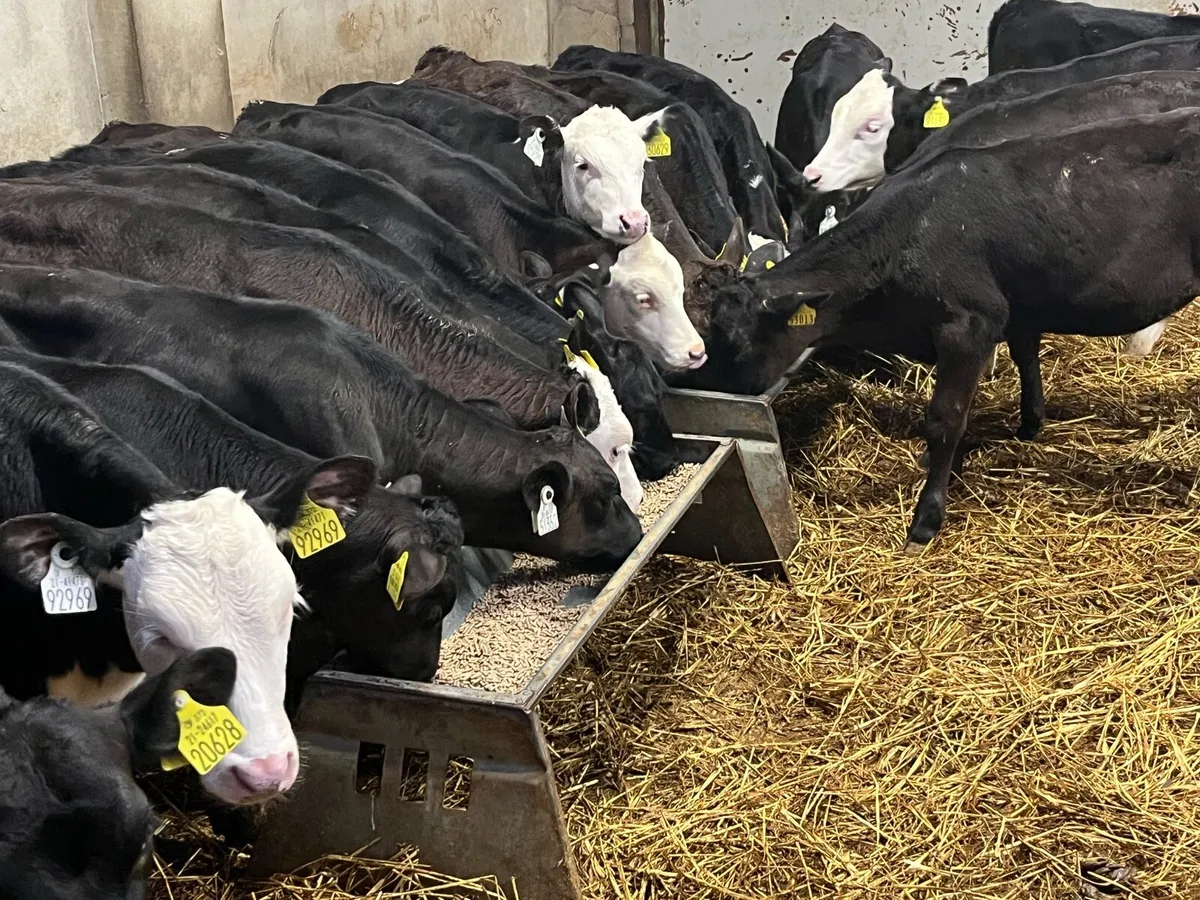 Super 22 January Born AA & HE Heifer Calves - Image 3