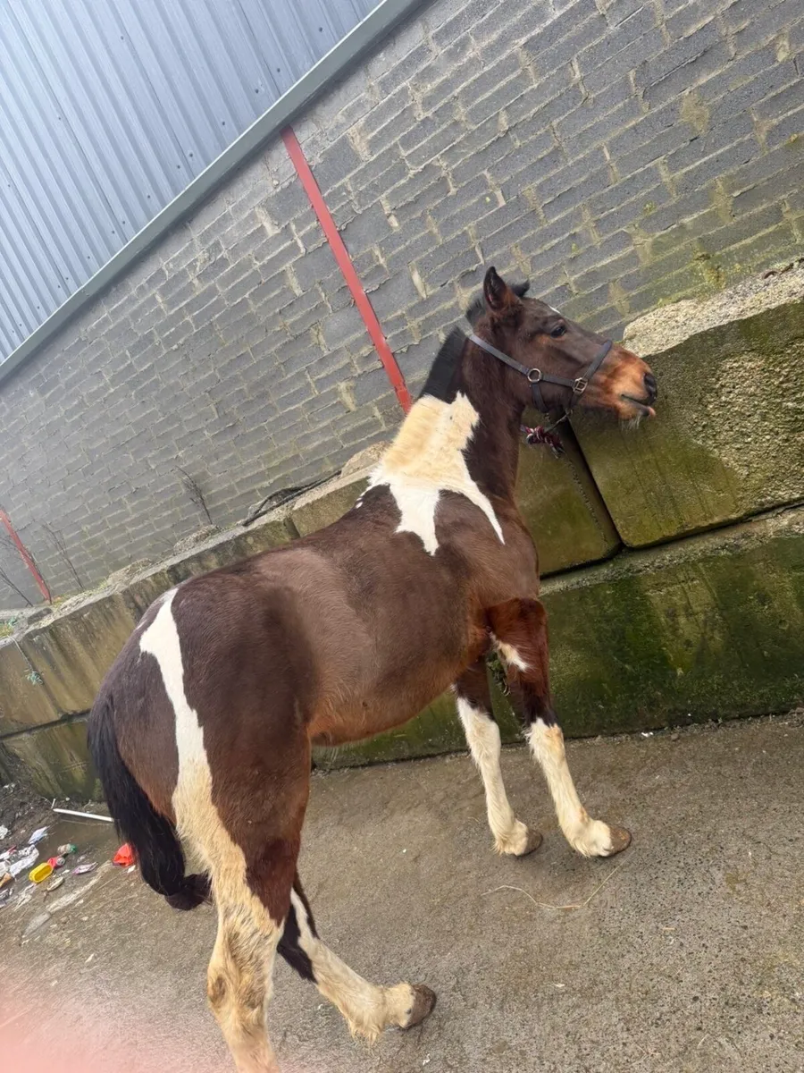 Pacing horse - Image 1