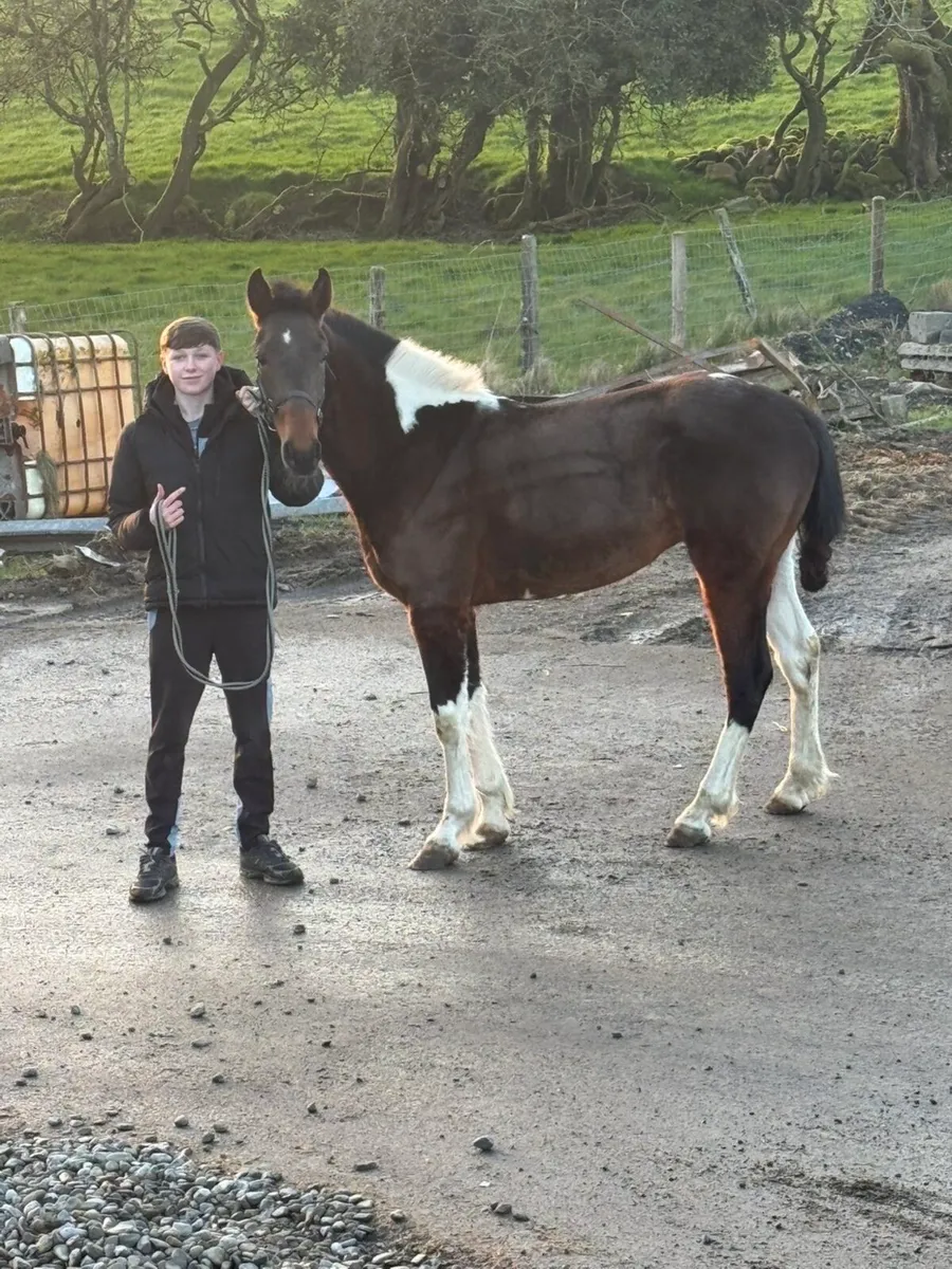 Pacing horse - Image 2