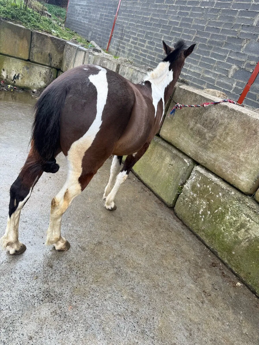 Pacing horse - Image 3