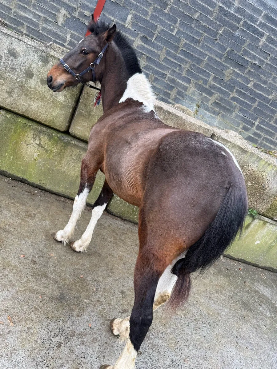 Pacing horse - Image 4