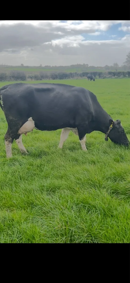 Milking cows - Image 1