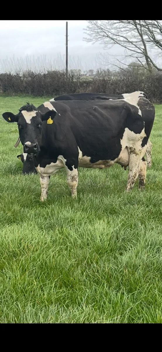 Milking cows - Image 2
