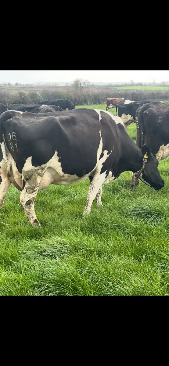 Milking cows - Image 3