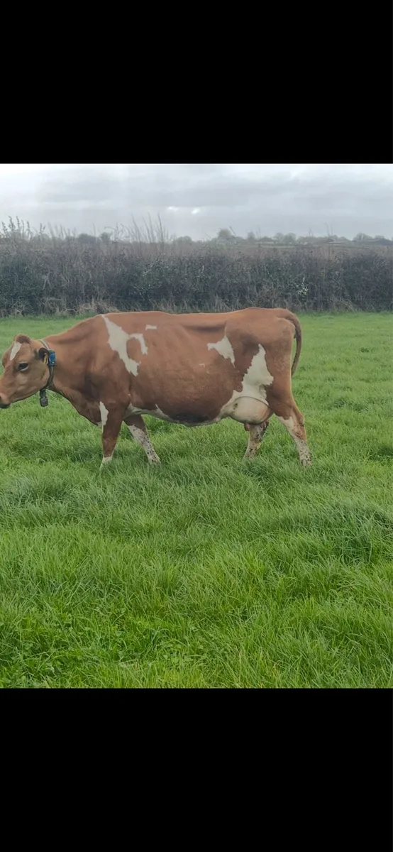 Milking cows - Image 4
