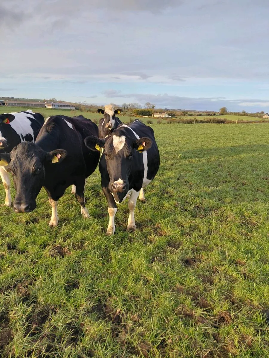 5 in calf cows - Image 1