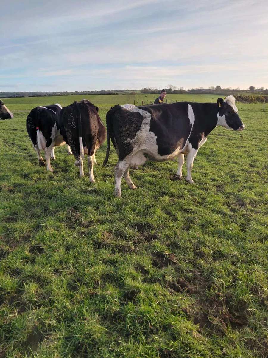 5 in calf cows - Image 2