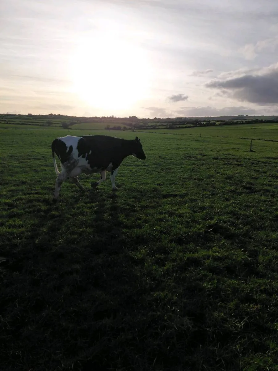 5 in calf cows - Image 3
