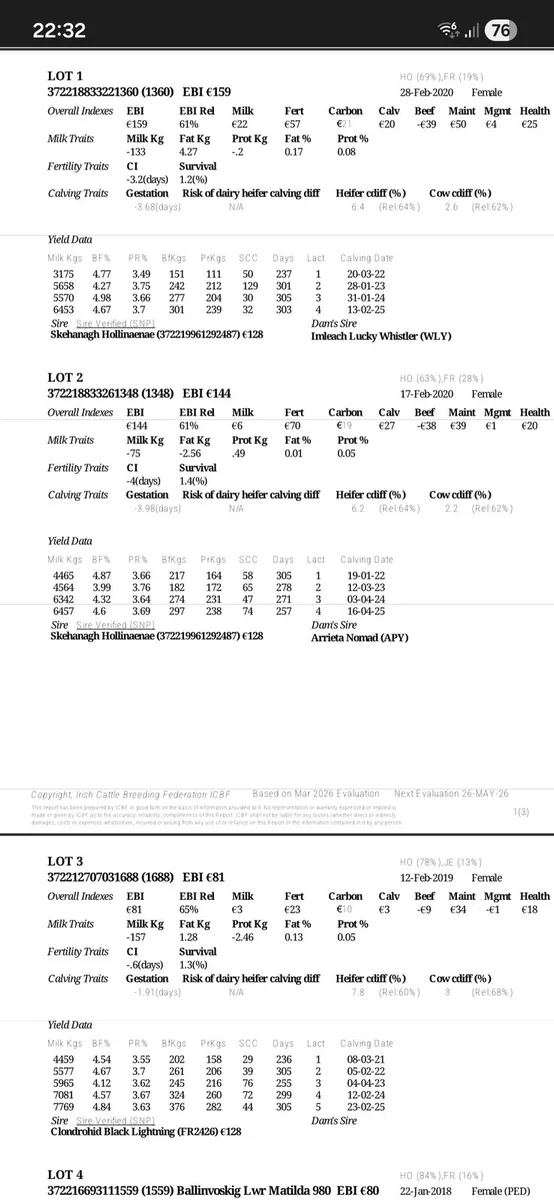 5 in calf cows - Image 4