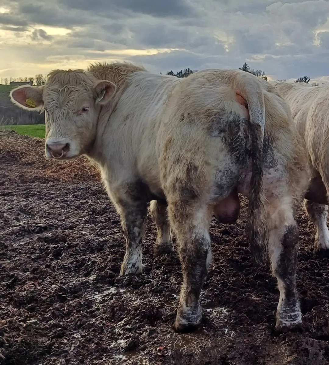 Easy calving Charolais bulls - Image 1