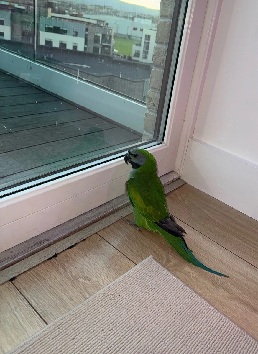 Derbyan Parrot - Image 2