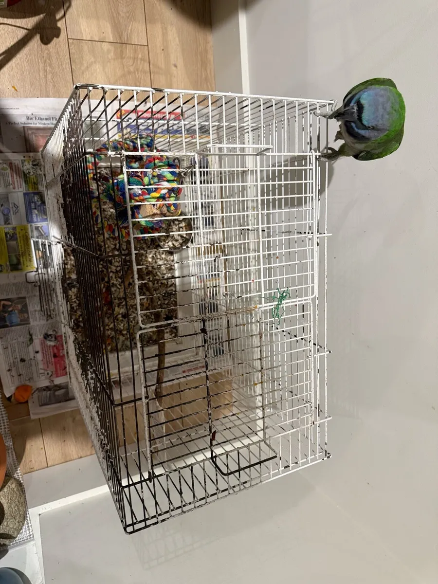 Derbyan Parrot - Image 3
