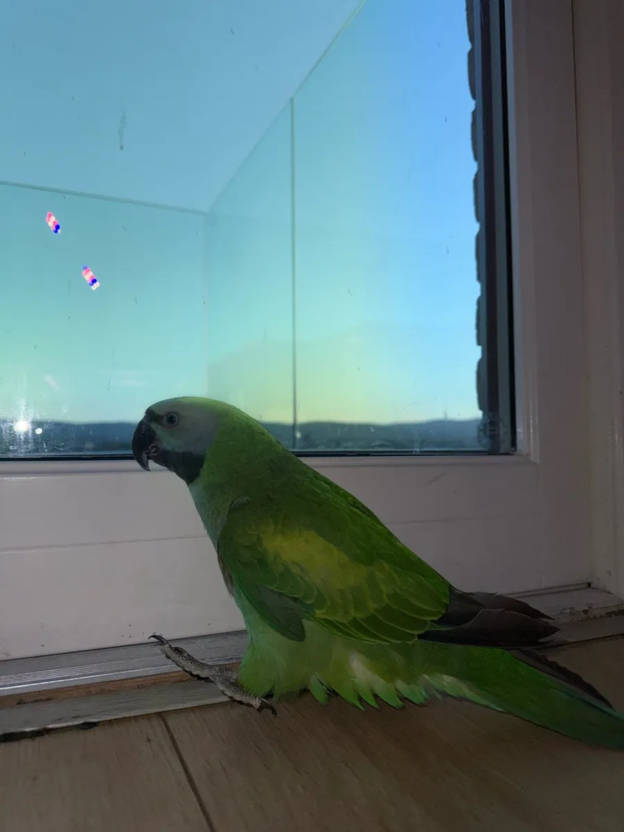Derbyan Parrot - Image 4
