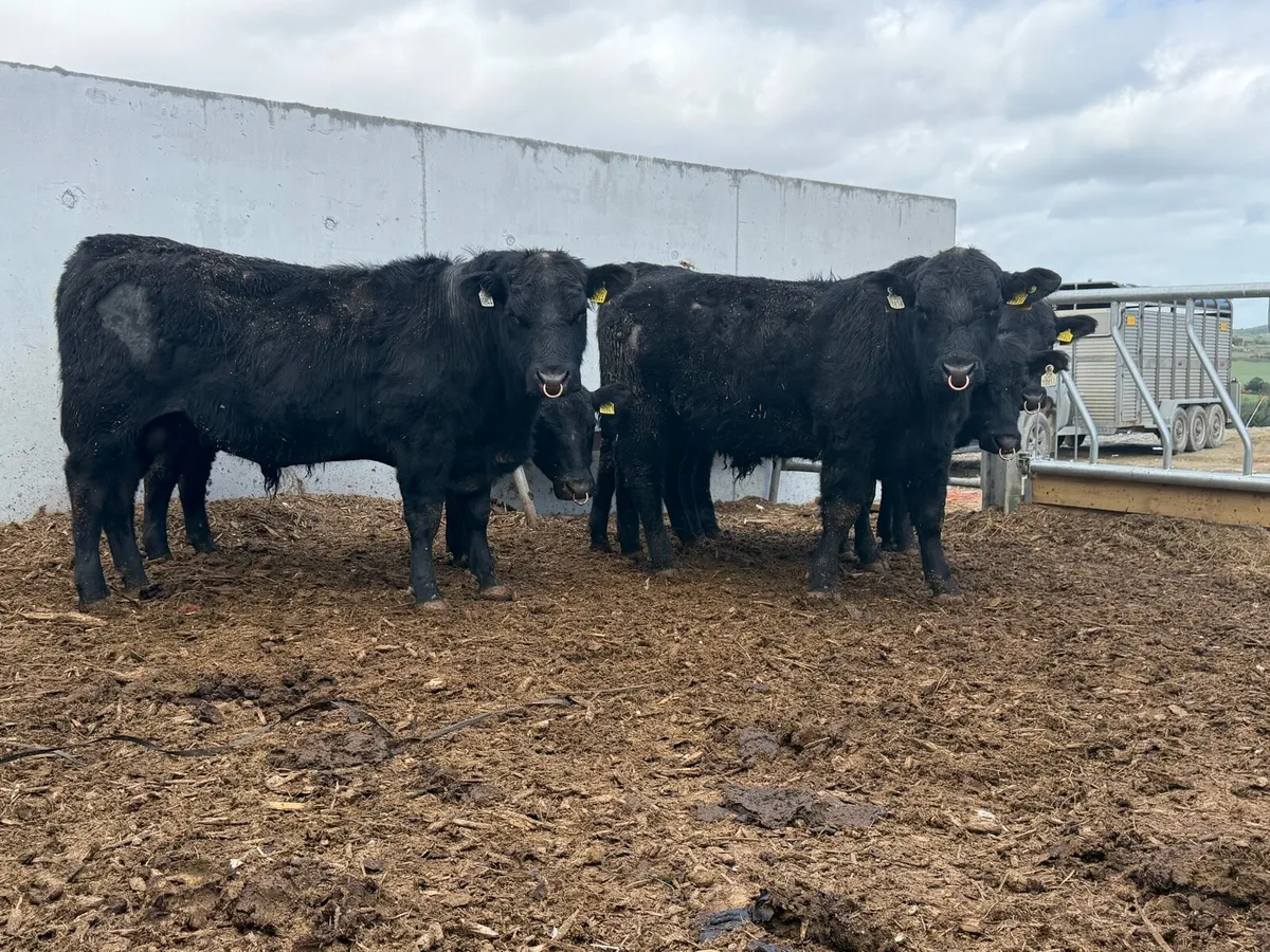Angus & Hereford bulls - Image 1