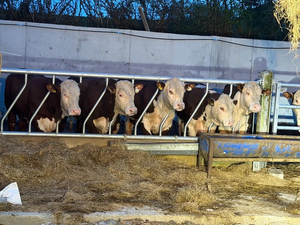 Angus & Hereford bulls - Image 1