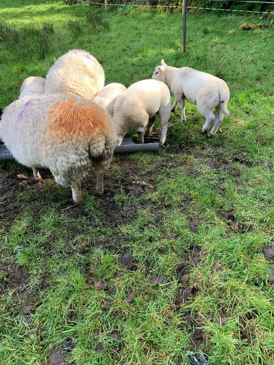 2 Suffolk Ewes with 4 Texel lambs - Image 1
