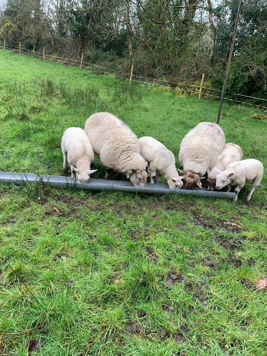 2 Suffolk Ewes with 4 Texel lambs - Image 2