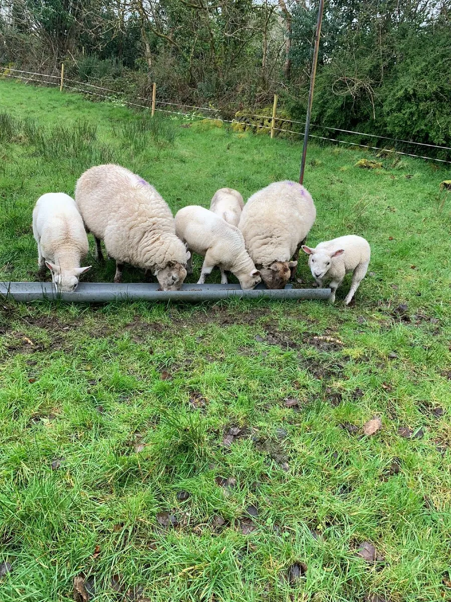 2 Suffolk Ewes with 4 Texel lambs - Image 3