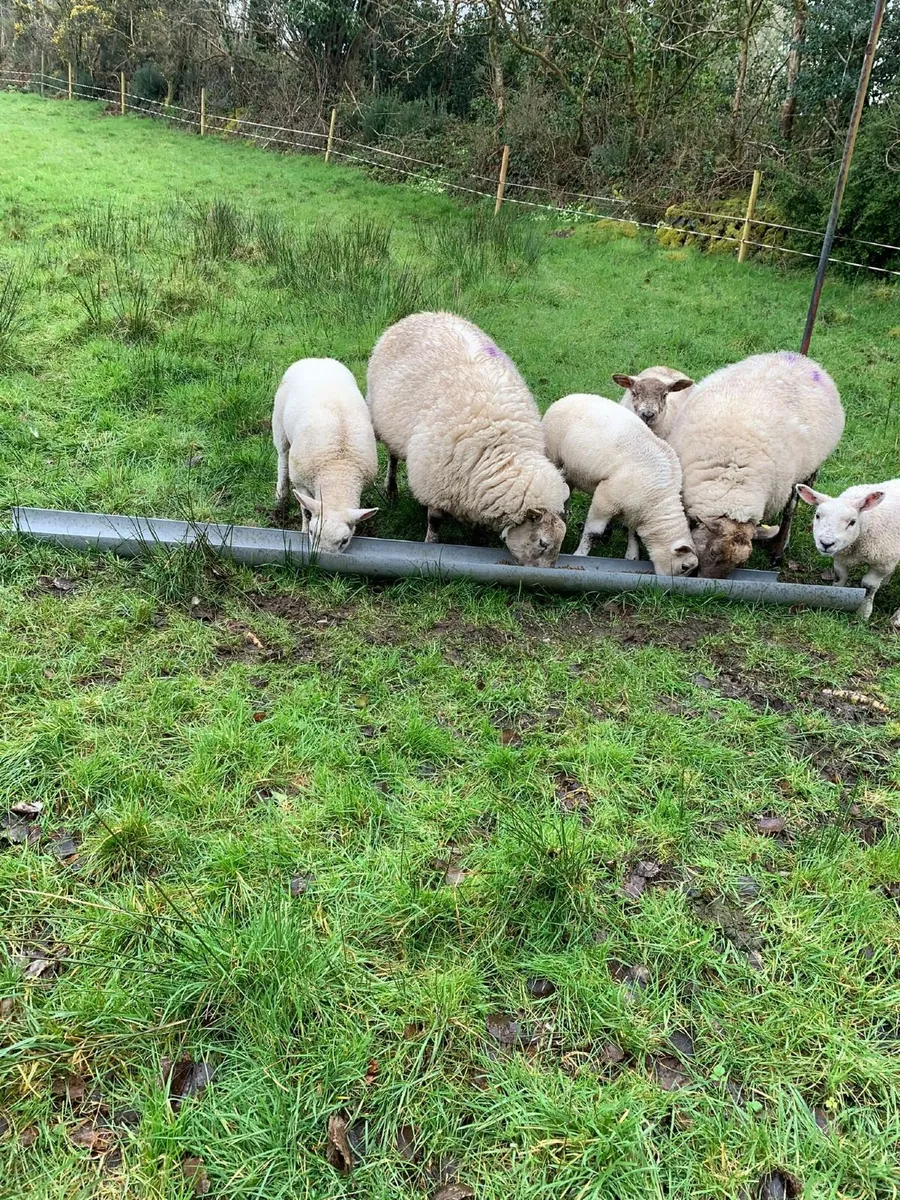 2 Suffolk Ewes with 4 Texel lambs - Image 4