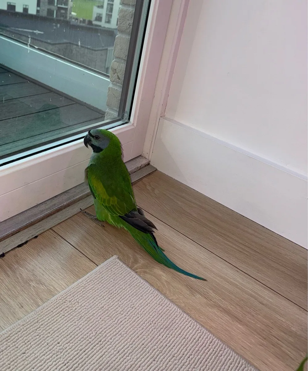Derbyan Parrot - Image 1