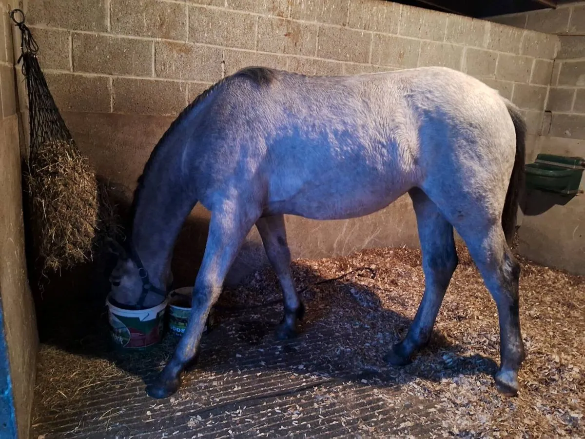 RID Yearling Filly - Image 1