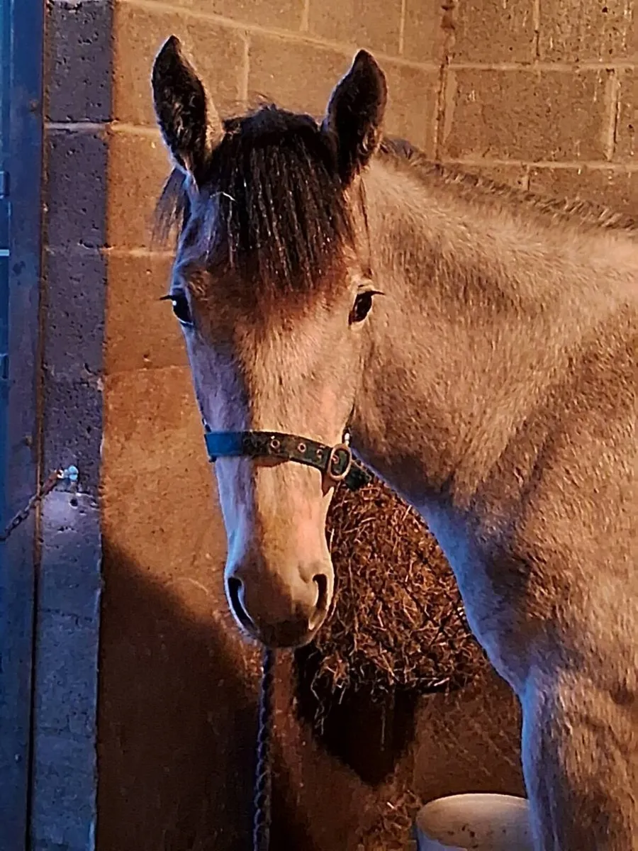 RID Yearling Filly - Image 2