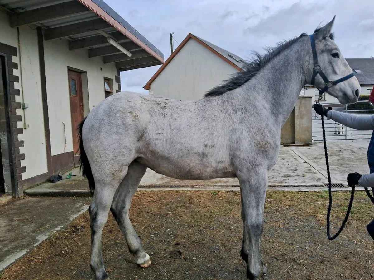 RID Yearling Filly - Image 4