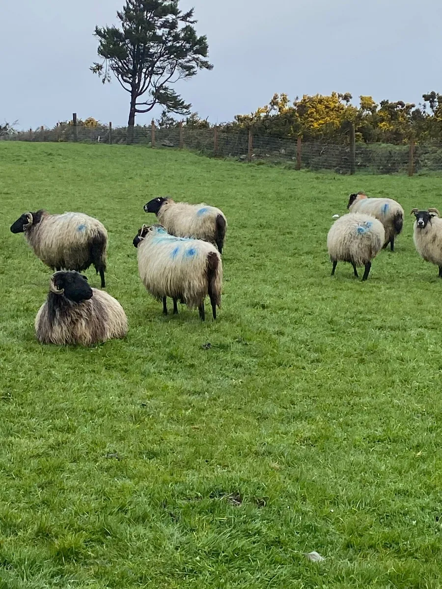 Ewes in lamb - Image 2