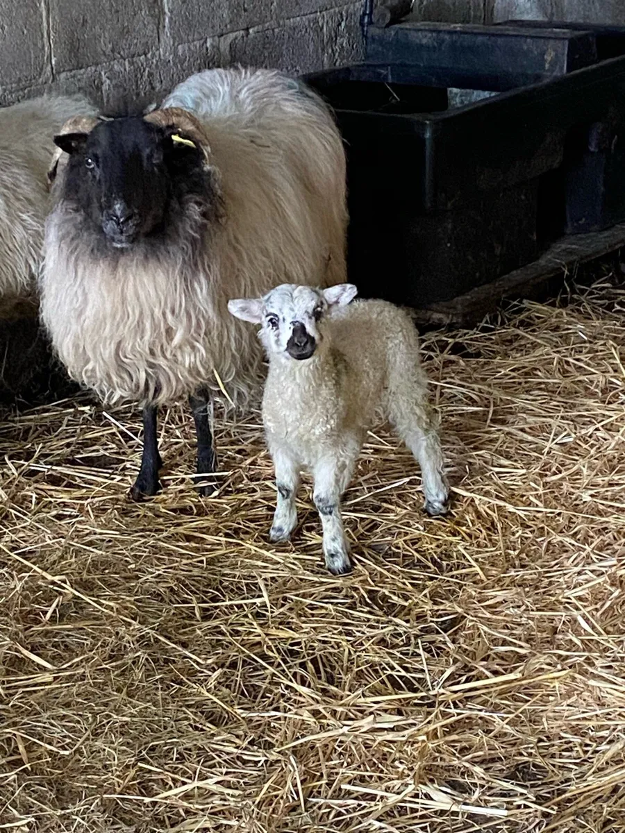 Ewes in lamb - Image 3