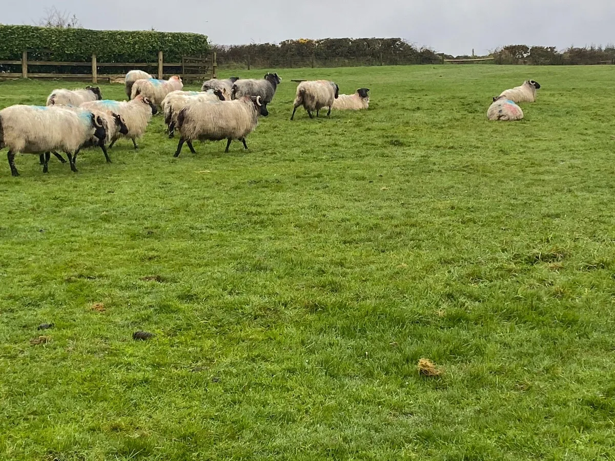 Ewes in lamb - Image 4