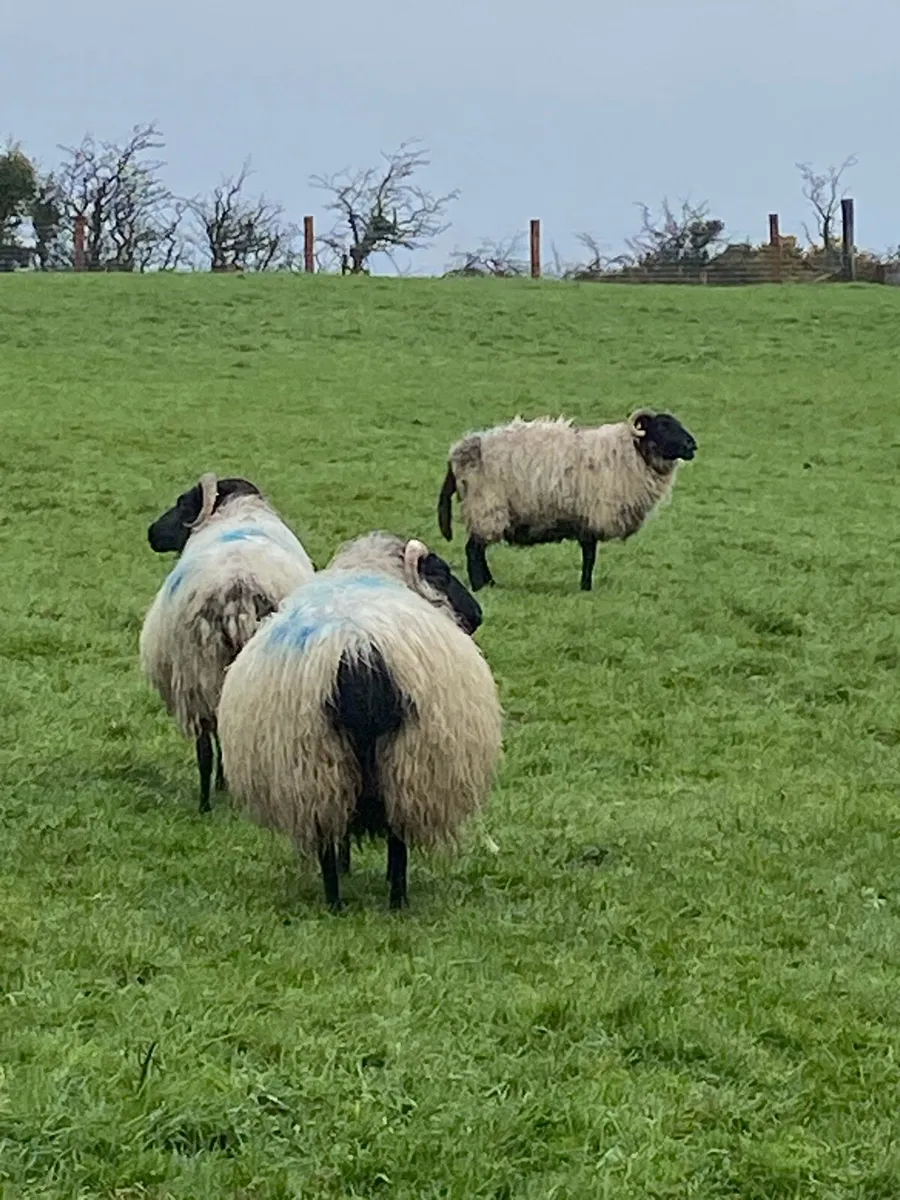 Ewes in lamb - Image 1