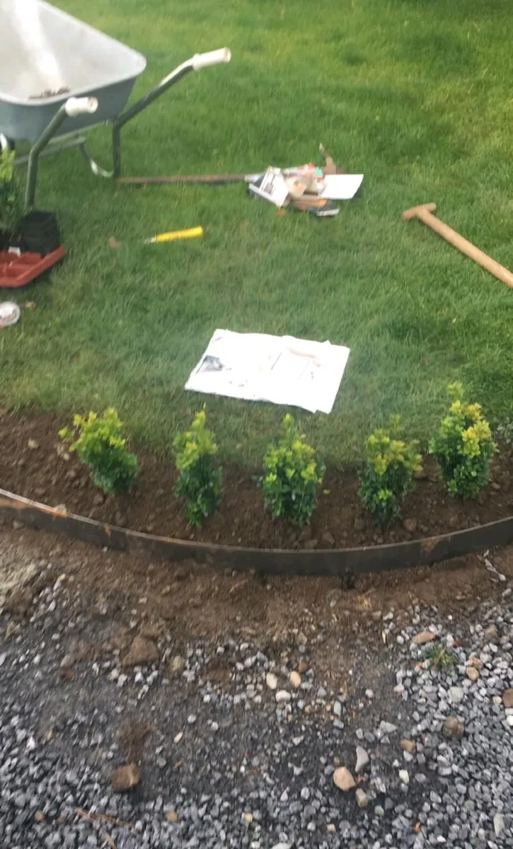 Box Hedging - Image 2