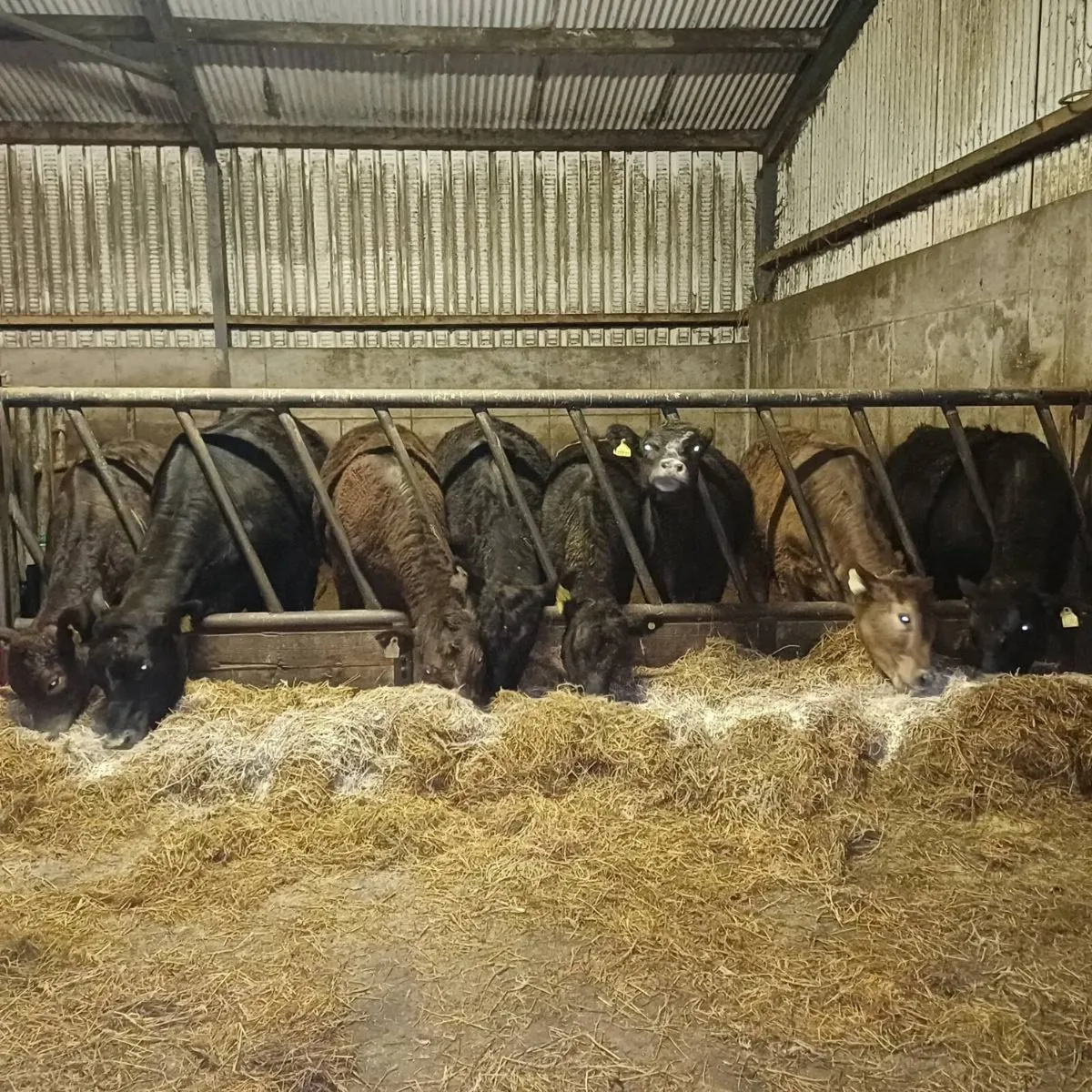 Angus X Heifers for sale at mid Kerry mart - Image 1